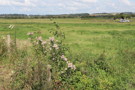 20210823 Montreuil-sur-Mer - Etaples, IMG_2462_ Les marais de la Canche à Valencendre (Saint-Josse)