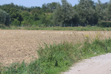 20210823 Montreuil-sur-Mer - Etaples, IMG_2467 Goélands aux Baraques de Valencendre (Saint-Josse)