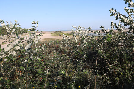 20210824 Etaples - Berck, IMG_2484 Le chemin de la dune du Touquet