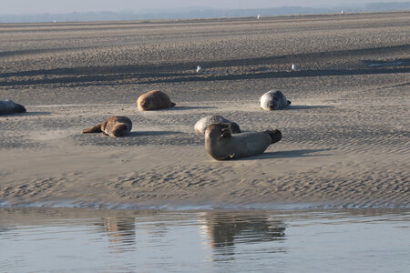 20210825 Berck - Quend-Plage, IMG_2556 La plage des Phoques