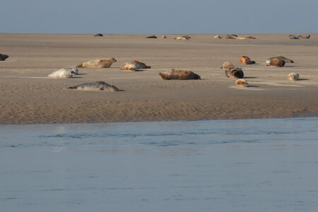 20210825 Berck - Quend-Plage, IMG_2557 La plage des Phoques
