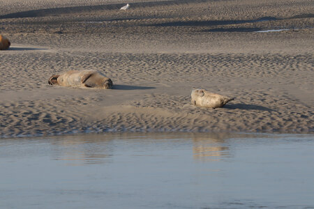 20210825 Berck - Quend-Plage, IMG_2558 La plage des Phoques
