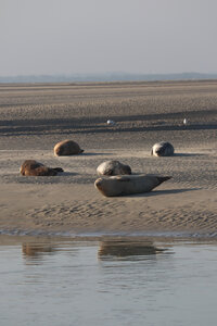 20210825 Berck - Quend-Plage, IMG_2559 La plage des Phoques (pano 1)
