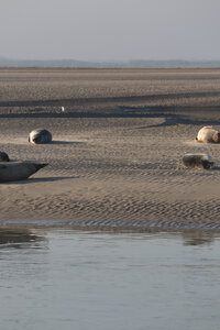 20210825 Berck - Quend-Plage, IMG_2560 La plage des Phoques (pano 2)