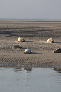 20210825 Berck - Quend-Plage, IMG_2561 La plage des Phoques (pano 3)
