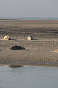 20210825 Berck - Quend-Plage, IMG_2562 La plage des Phoques (pano 4)