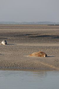 20210825 Berck - Quend-Plage, IMG_2563 La plage des Phoques (pano 5)