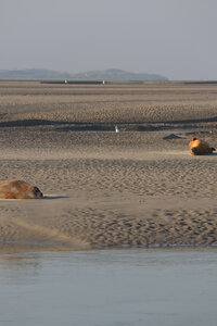 20210825 Berck - Quend-Plage, IMG_2564 La plage des Phoques (pano 6)