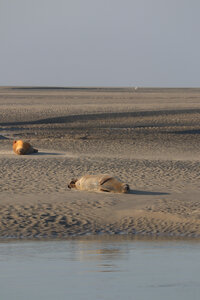 20210825 Berck - Quend-Plage, IMG_2565 La plage des Phoques (pano 7)