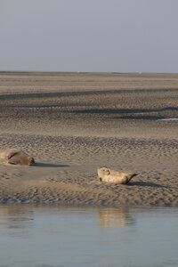 20210825 Berck - Quend-Plage, IMG_2566 La plage des Phoques (pano 8)