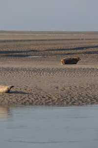 20210825 Berck - Quend-Plage, IMG_2567 La plage des Phoques (pano 9)
