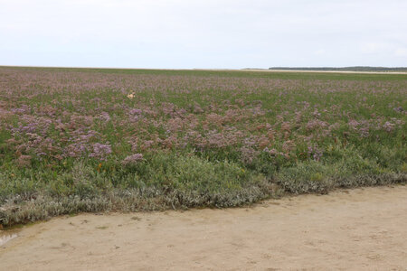 20210826 Quend - Le Crotoy, IMG_2616 Les prairies de lilas de mer à la Ponte à Guille