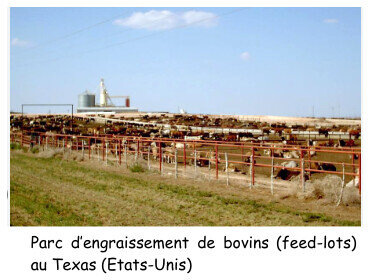 framacarte agriculture, Feed lots au Texas