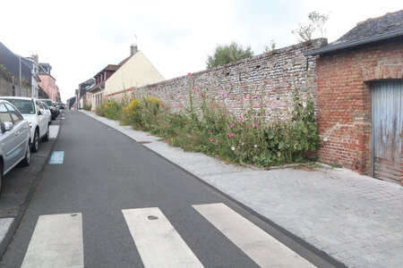 20210827 Le Crotoy - Saint-Valery-sur-Somme, IMG_2692 Rue d’Argoules, Saint-Valery