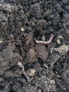 biodynamie, IMG_20240410_102037