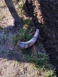 biodynamie, IMG_20240410_102953
