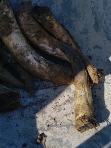 biodynamie, IMG_20240410_103308