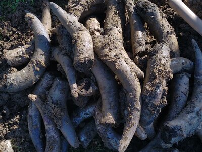 biodynamie, IMG_20240410_103855