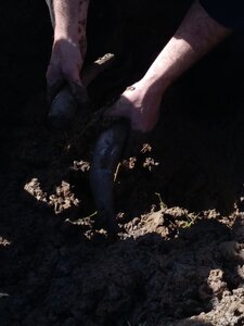 biodynamie, IMG_20240410_104729