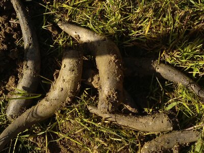 biodynamie, IMG_20240410_104743