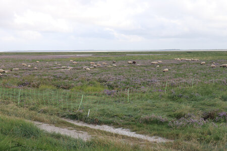 20210828 Saint-Valery-sur-Somme - Cayeux-sur-Mer, IMG_2744 Les Mollières depuis la digue à l’Enclos de la Gatte