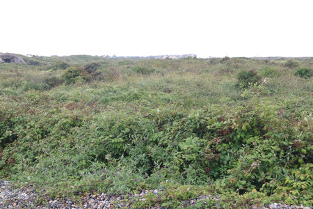 20210828 Saint-Valery-sur-Somme - Cayeux-sur-Mer, IMG_2761 Les dunes avant Cayeux