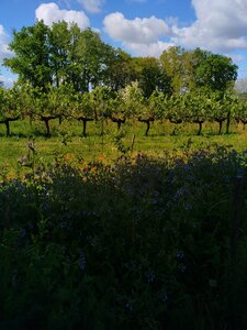 biodynamie, IMG_20240417_105634