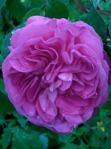 biodynamie, IMG_20240424_162831