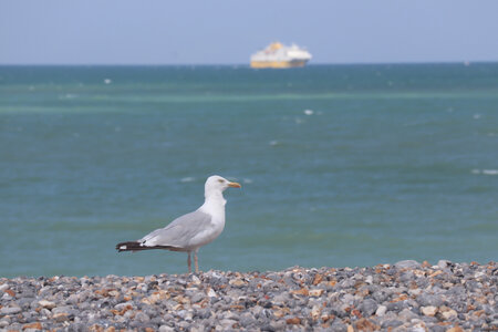 20210831 Saint-Martin-Plage - Dieppe, IMG_2953 La plage de Dieppe