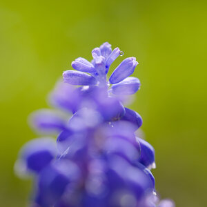 2024-05-03_proxy-jardin, 20240324-1605-macro_jardin-203_