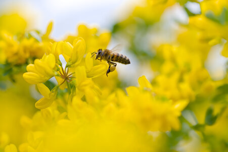 2024-05-03_proxy-jardin, 20240406-1732-macro_jardin-94_0
