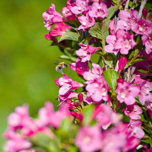 2024-05-03_proxy-jardin, 24_5_3_llp_proxy_jardin_66_