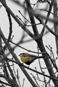 @fmbdx@piaille.fr 2024, Réserve ornithologique du Teich, Gironde
