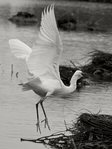 @fmbdx@piaille.fr 2024, Réserve ornithologique du Teich, Gironde