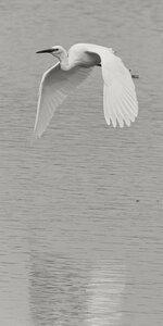 @fmbdx@piaille.fr 2024, Réserve ornithologique du Teich, Gironde