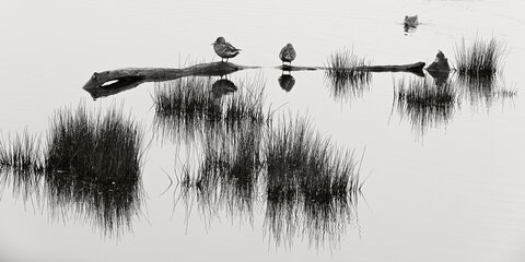 @fmbdx@piaille.fr 2024, Réserve ornithologique du Teich, Gironde