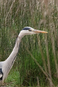 @fmbdx@piaille.fr 2024, Réserve ornithologique du Teich, Gironde