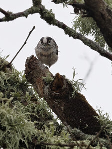 @fmbdx@piaille.fr 2024, Réserve ornithologique du Teich, Gironde