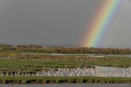 @fmbdx@piaille.fr 2024, Réserve ornithologique du Teich, Gironde
