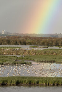@fmbdx@piaille.fr 2024, Réserve ornithologique du Teich, Gironde