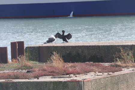 20210910-12 Le Havre et Sainte-Adresse, IMG_3380 Cormorans au bord du bassin de la Manche