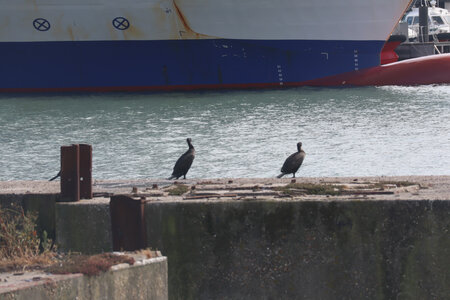 20210910-12 Le Havre et Sainte-Adresse, IMG_3381 Cormorans au bord du bassin de la Manche