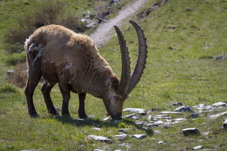 09-05-24_bouquetins, _MG_1715