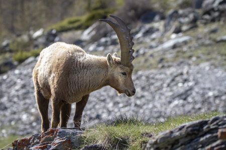 09-05-24_bouquetins, _MG_1723