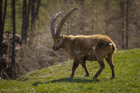 09-05-24_bouquetins, _MG_1725