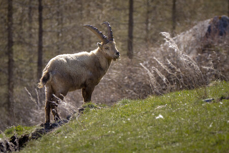 09-05-24_bouquetins, _MG_1740