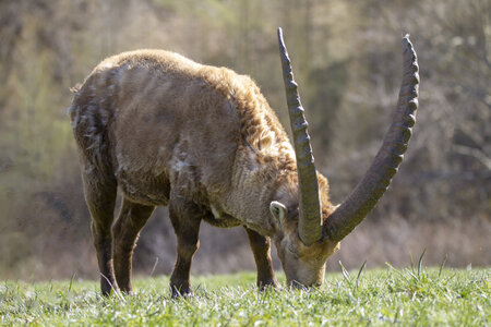 09-05-24_bouquetins, _MG_1775-Modifier