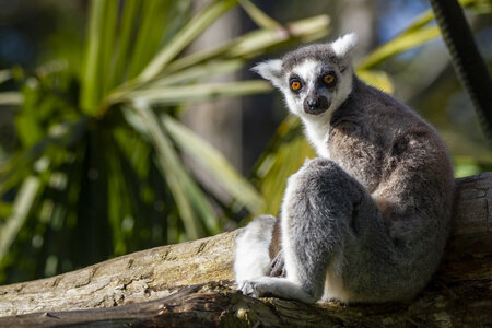 28-04-24_zoo-de-beauval, _MG_0984