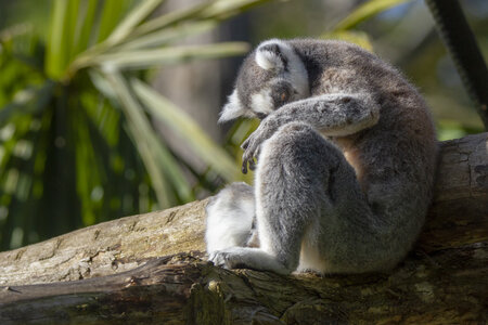 28-04-24_zoo-de-beauval, _MG_0985