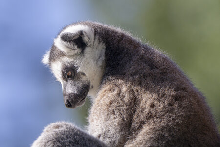 28-04-24_zoo-de-beauval, _MG_0988